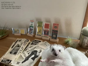 1950s American matchbooks, vintage advertising clippings, and a hedgehog photographed together.